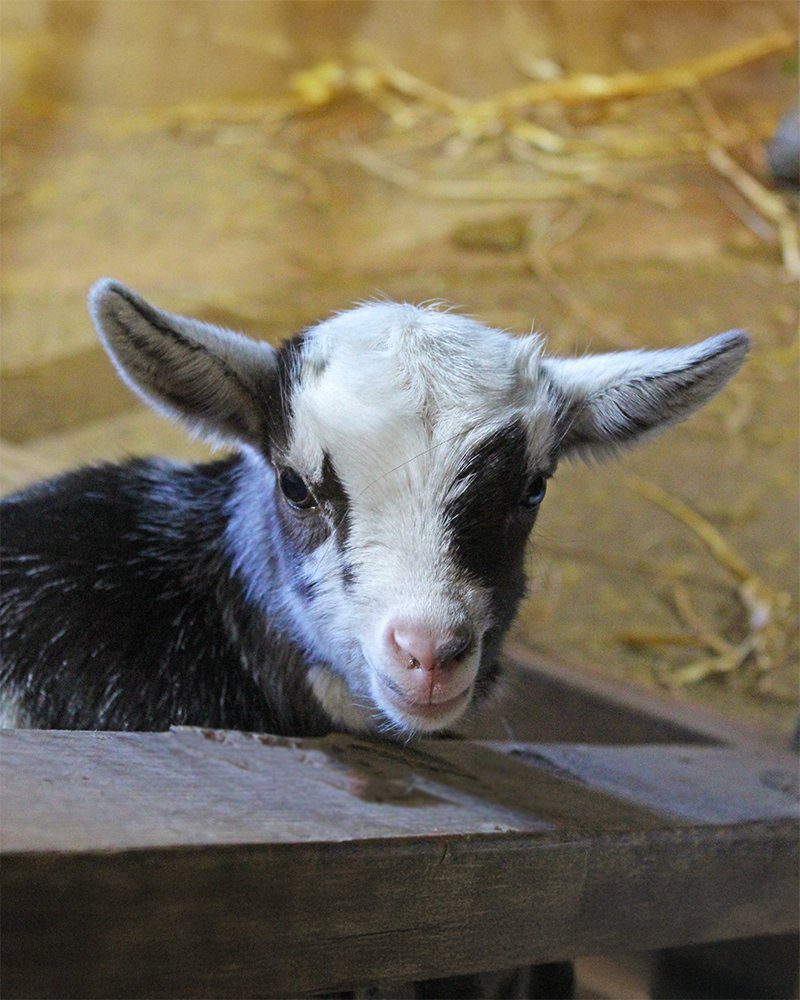 Springans Animal Spring's Blessings: Welcoming New Arrivals to Woodlands Zoo Farm ...