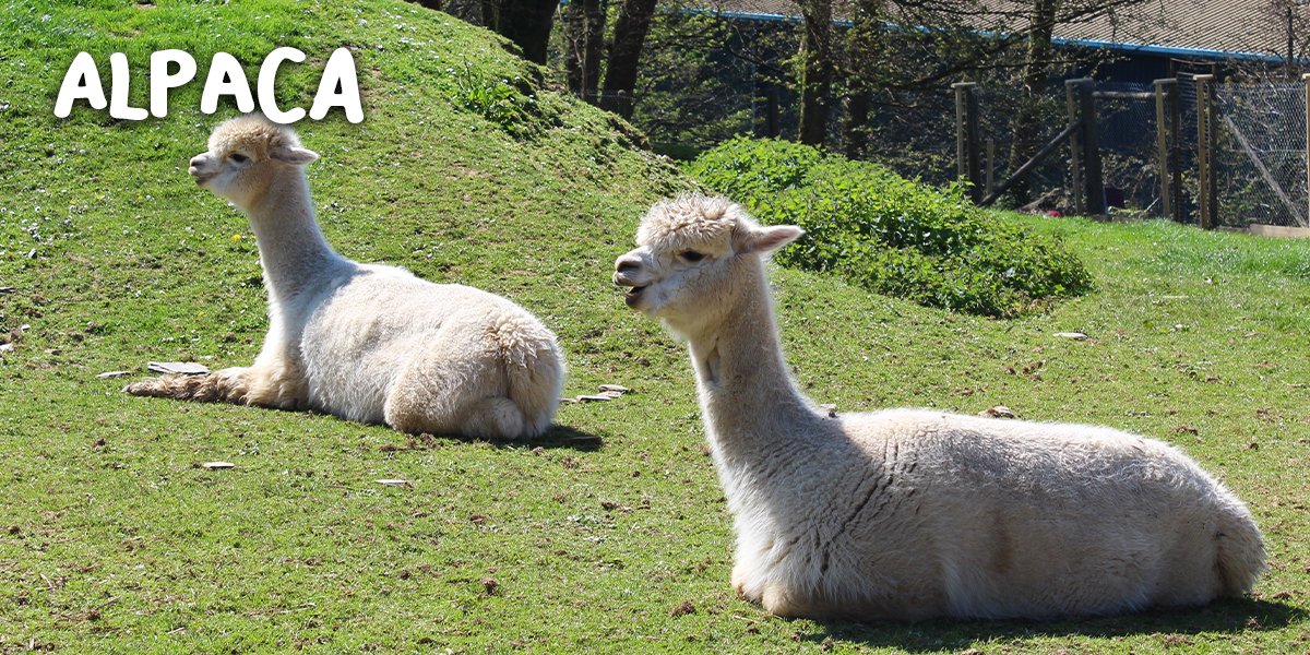 Alpaca Alpaca