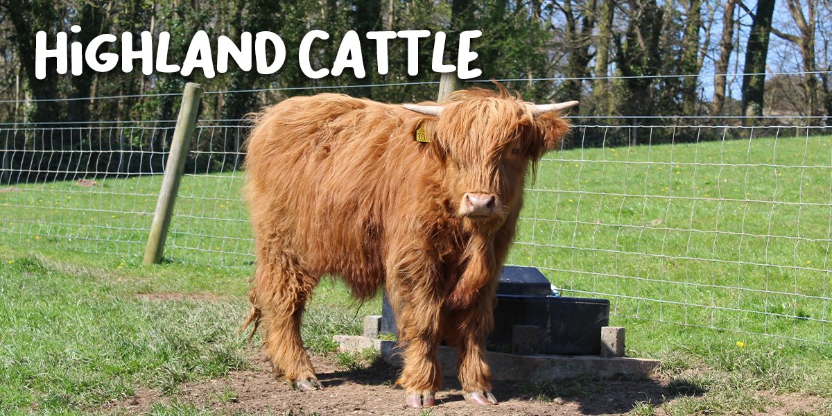 Highland Cattle Highland Cattle