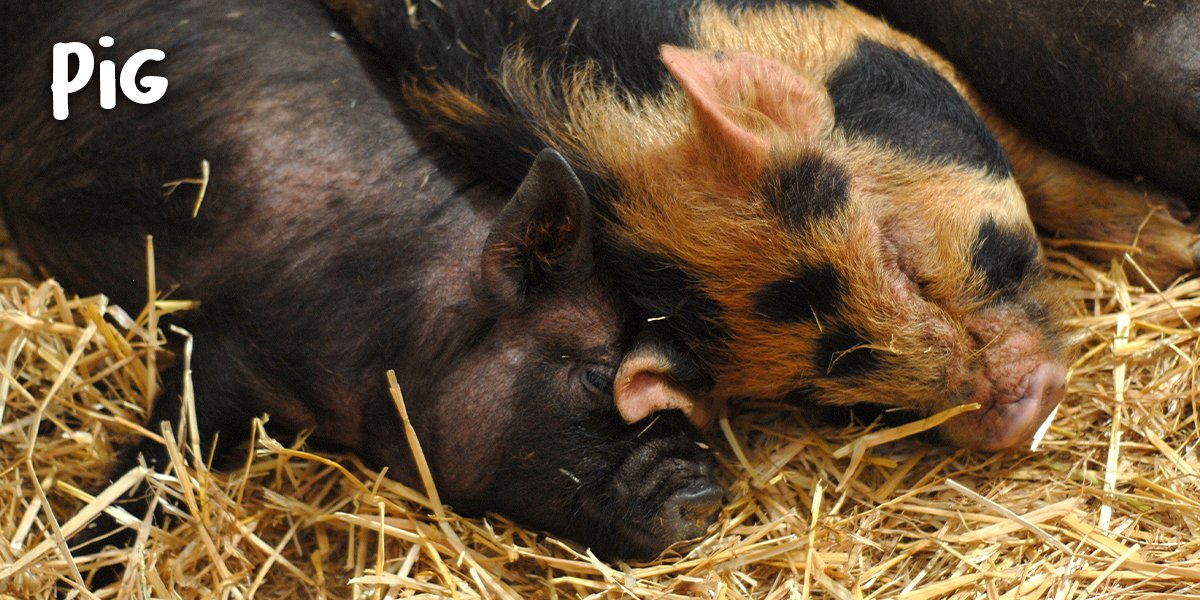 Pig Pig